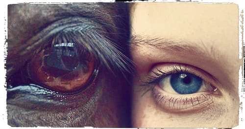 Human eye next to a horse eye
