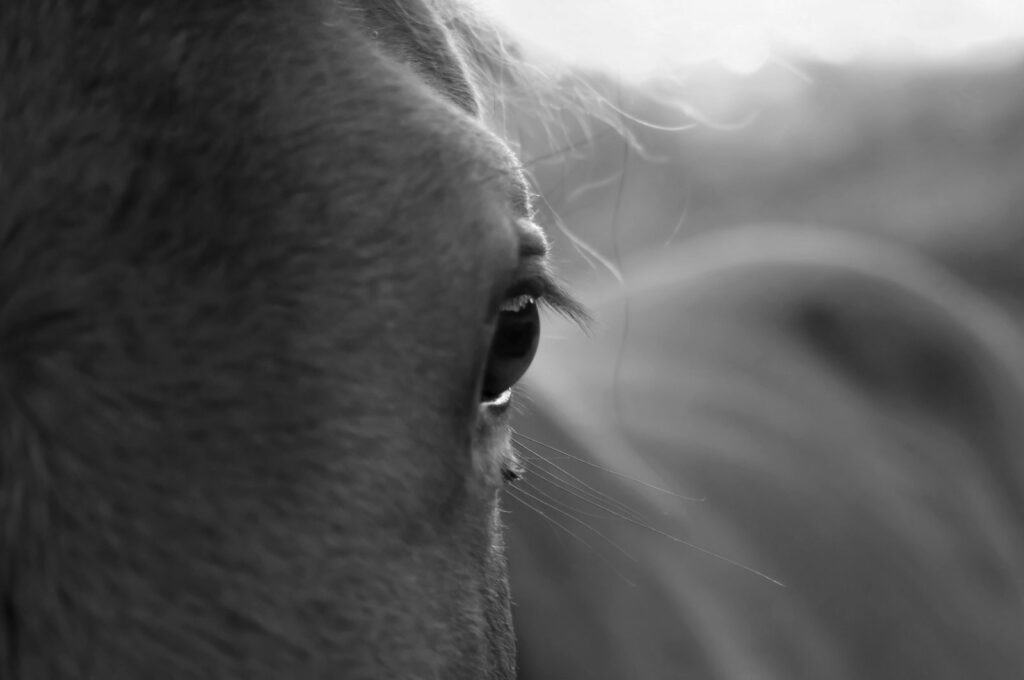 Grayscale close up image of a horse's eye and top quadrant of their head.