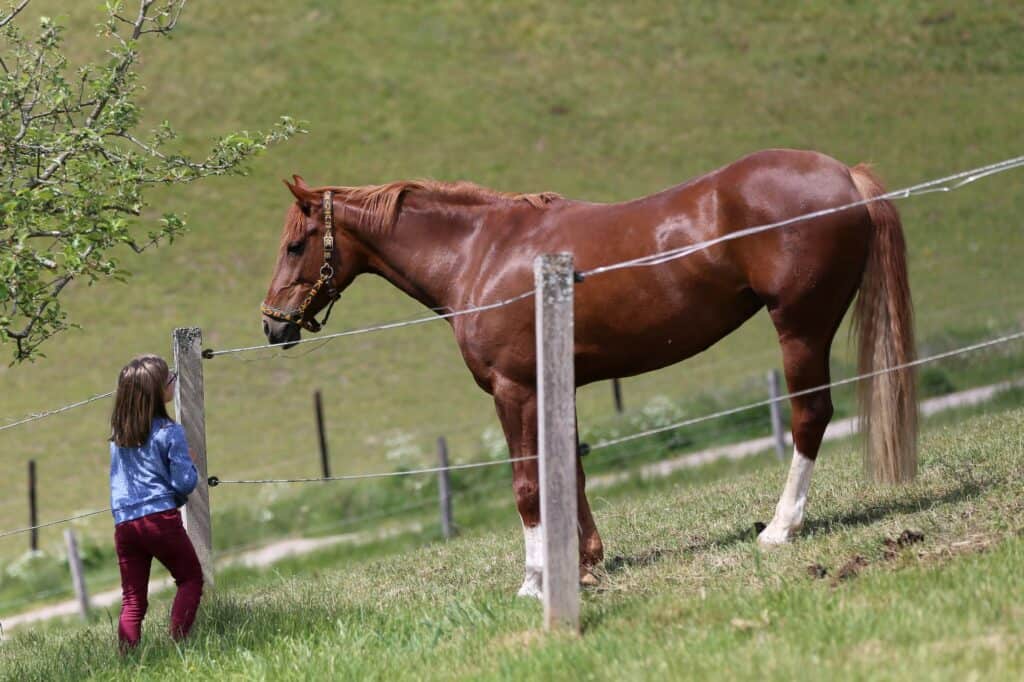 Young girl in blue long sleeved shirt and maroon pants on one side of wire fence from a brownish-red mare, talking to each other.