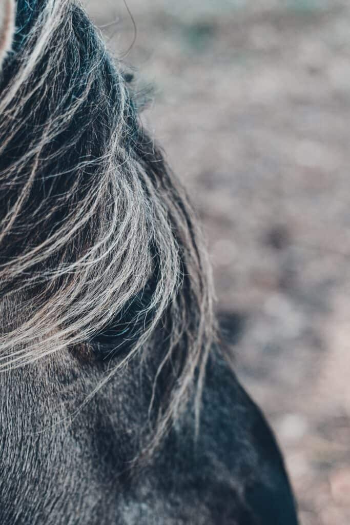 Close up image of the side of a grayish black horse's head with a white-blond mane blowing and covering most of the head and eye.