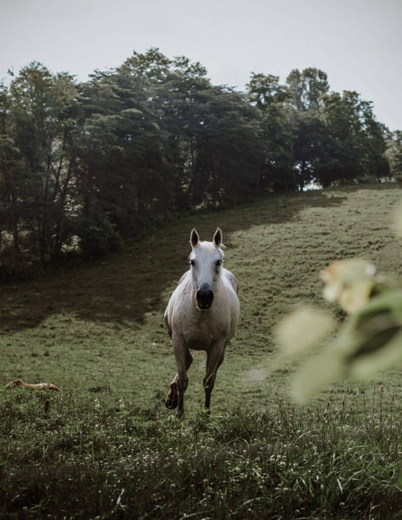 Light-colored horse running toward the camera in a green field edged by trees.