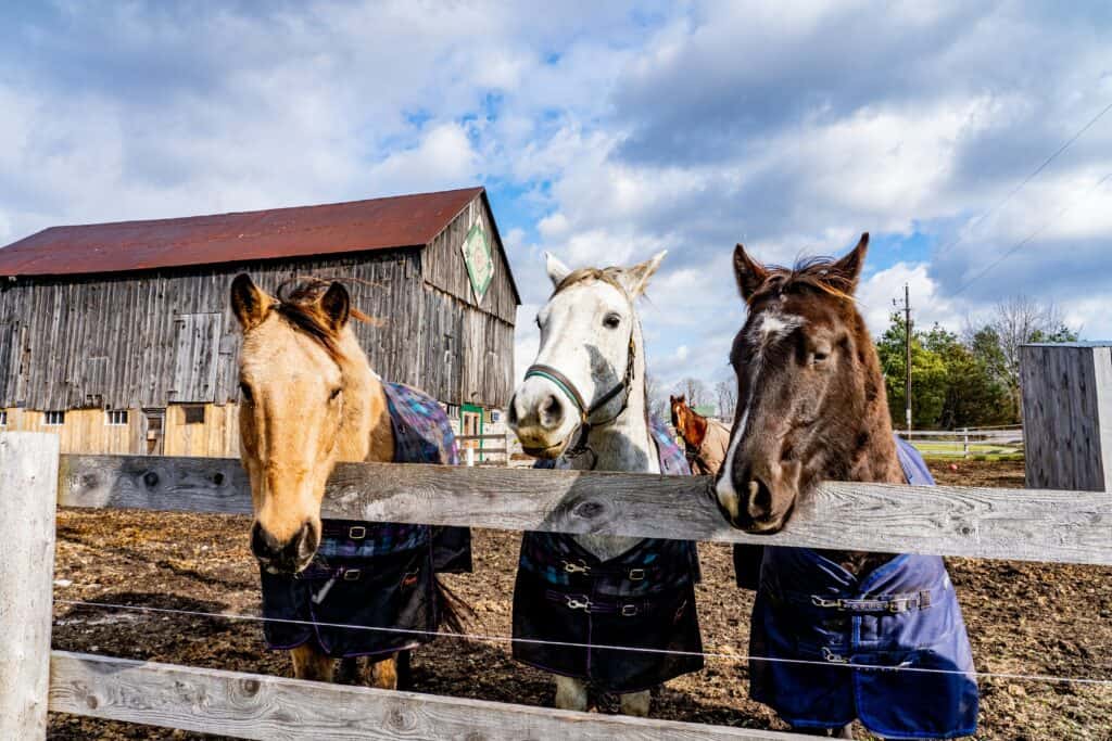 Three horses standing next to each other behind a wooden fence.