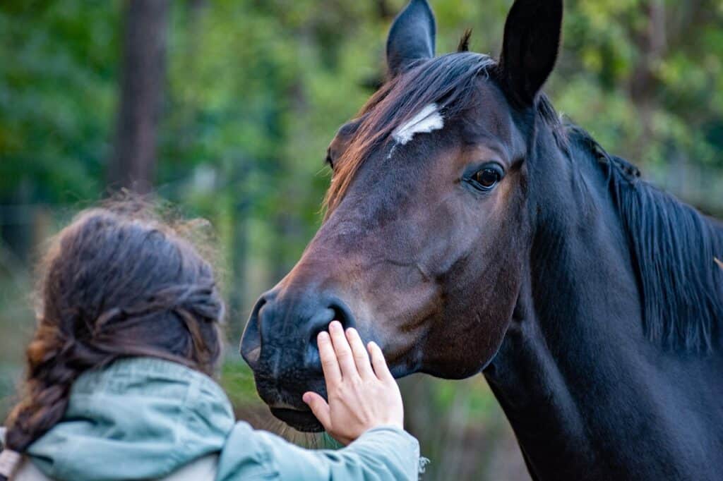 Dark brown horse with a white spot in the middle of the head, leaning into a human hand.