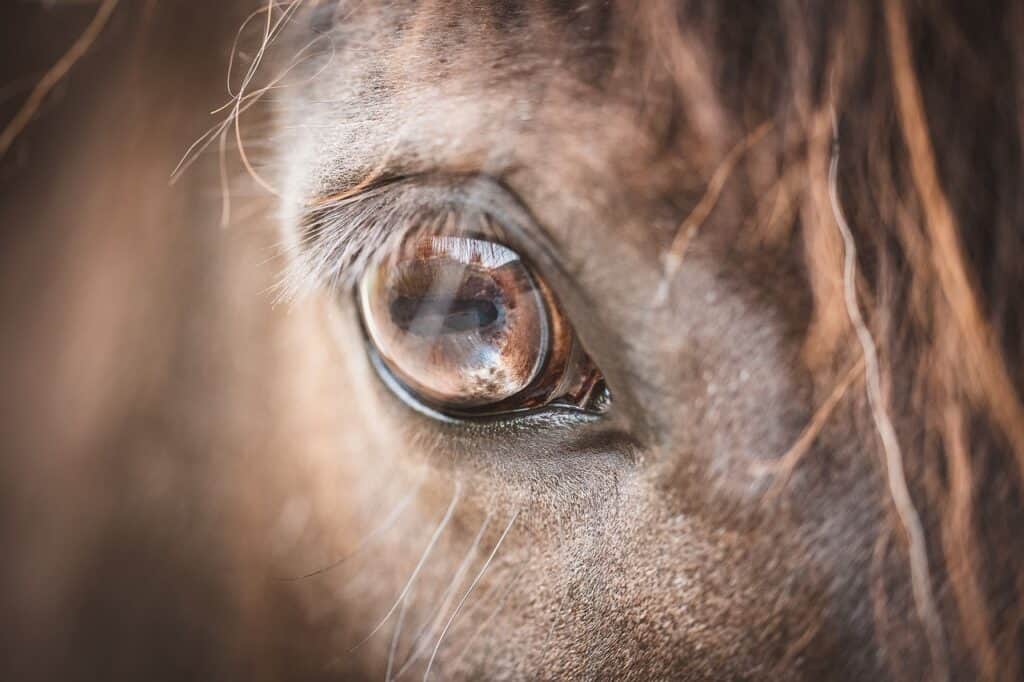 Up close image of horse's eye.